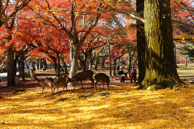奈良公園.jpg