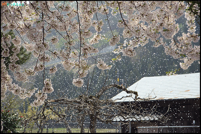 桜吹雪.jpg